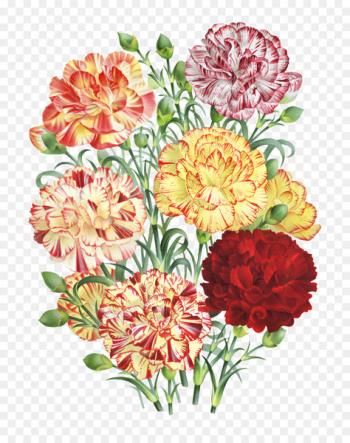 Carnation Floral design Flower bouquet Painting - flower Carnation Floral design Flower bouquet Painting - flower