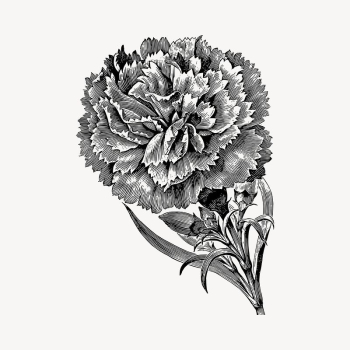 Carnation flower clipart, vintage hand | Free Vector - rawpixel