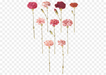 Carnation Flower Floral design Gottorfer Codex Tattoo - fuso 