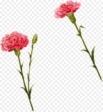 Carnation Flower Illustration - Cute i Carnation Flower Illustration - Cute i