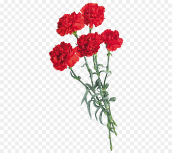 Carnation, Flower, Pink Flowers, Flowering Plant PNG