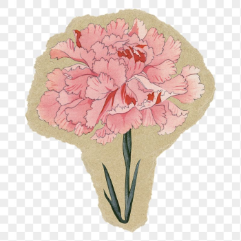 Carnation flower png sticker, ripped | Free PNG Illustration - rawpixel