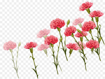 Carnation Image Mother's Day Vector graphics Portable Network Graphics - carnation flower 