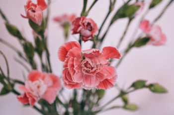 Carnations Carnations