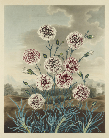 Carnations. Original from the Minneapolis | Free Photo - rawpixel Carnations. Original from the Minneapolis | Free Photo - rawpixel