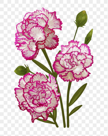 Carnations png flower sticker illustration, | Free PNG - rawpixel Carnations png flower sticker illustration, | Free PNG - rawpixel