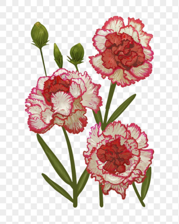 Carnations png flower sticker illustration, | Free PNG - rawpixel Carnations png flower sticker illustration, | Free PNG - rawpixel