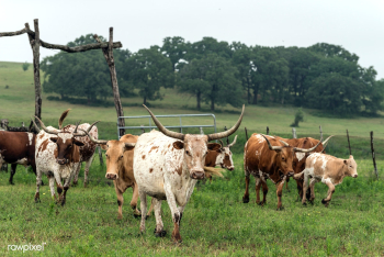 Carol M. Highsmith’s Texas Photograph | Free public domain photo - 582674 Carol M. Highsmith’s Texas Photograph | Free public domain photo - 582674
