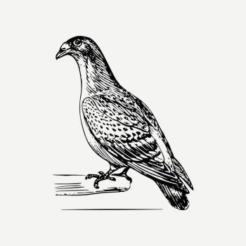 Carriage pigeon bird clipart, vintage | Free PSD Illustration - rawpixel Carriage pigeon bird clipart, vintage | Free PSD Illustration - rawpixel