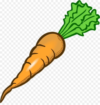 carrot daikon radish vegetable root vegetable carrot daikon radish vegetable root vegetable