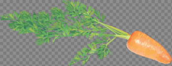 Carrot Png Image Carrot Png Image