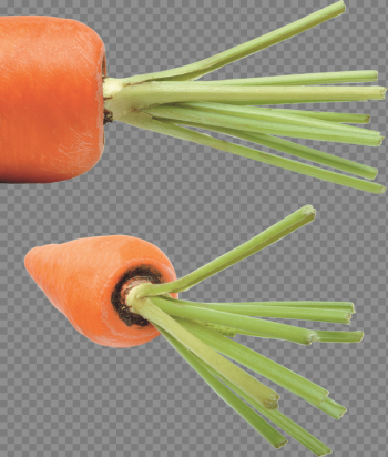 Carrot Png Image Carrot Png Image