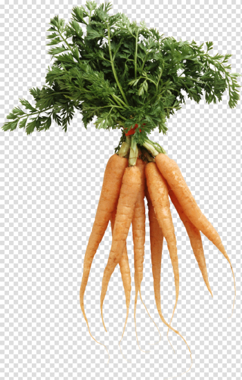 Carrot Png Image Carrot Png Image