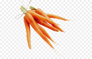 carrot root vegetable food vegetable baby carrot carrot root vegetable food vegetable baby carrot
