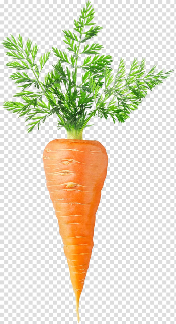 Carrot vegetable, Carrot cake Chicken soup Vegetable Carrot fly, Hand-painted carrot transparent background PNG clipart
