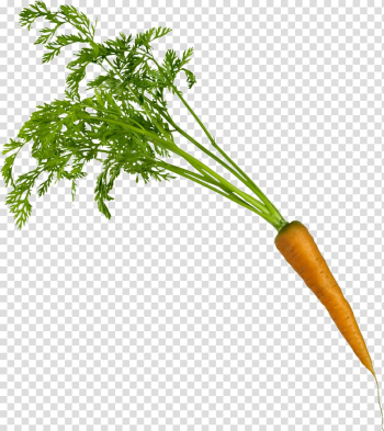 Carrot Vegetable, Carrot transparent background PNG clipart Carrot Vegetable, Carrot transparent background PNG clipart