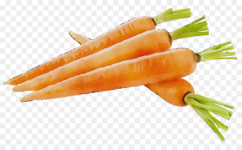 carrot vegetable food root vegetable baby carrot carrot vegetable food root vegetable baby carrot
