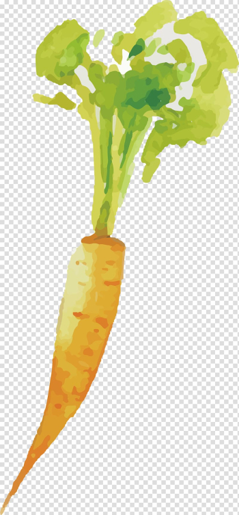 Carrot Vegetable, Painted carrot transparent background PNG clipart Carrot Vegetable, Painted carrot transparent background PNG clipart