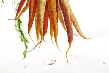 carrots and radishs carrots and radishs
