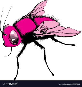 Cartoon fly vector image Cartoon fly vector image