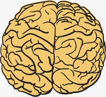Cartoon Hand Drawing Brain, Cartoon Vector, Hand Vector, Brain ...
