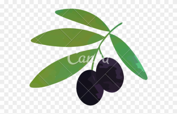 Cartoon Illustration Of Branch With Black Ripe Olives - Illustration Cartoon Illustration Of Branch With Black Ripe Olives - Illustration