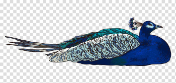 Cartoon Peafowl, Cartoon hand colored peacock lie down transparent background PNG clipart