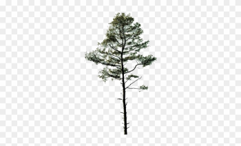 Cartoon Pine Tree Png For Kids - Archaeopteris