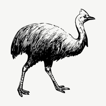 Cassowary clipart, vintage bird illustration | Free Vector - rawpixel Cassowary clipart, vintage bird illustration | Free Vector - rawpixel