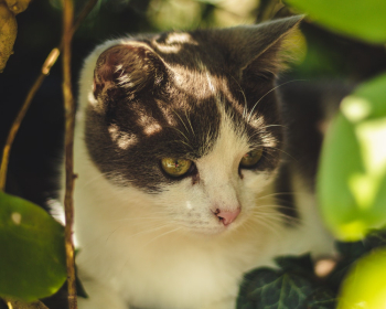 Cat Cat