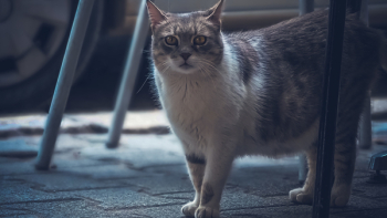 Cat Cat