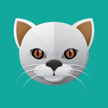 Cat Cat