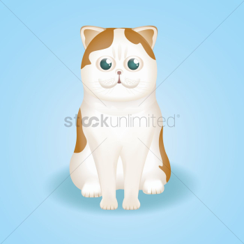 Cat Cat