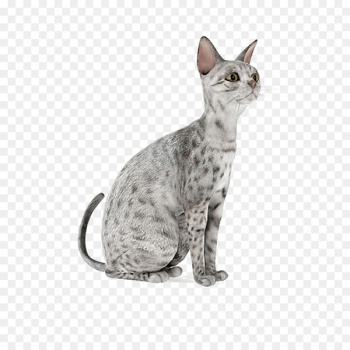 Cat 3D modeling Autodesk 3ds Max 3D computer graphics Wavefront .obj file - White Cat 
