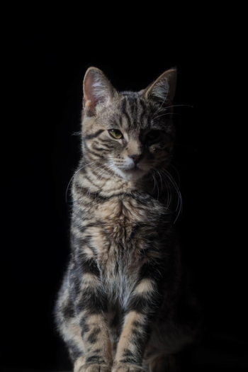 Cat Against Black Background Cat Against Black Background