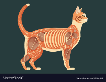 cat anatomy cat anatomy