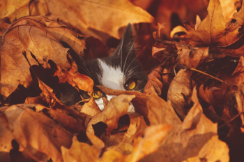 Cat Behind Leaves Cat Behind Leaves
