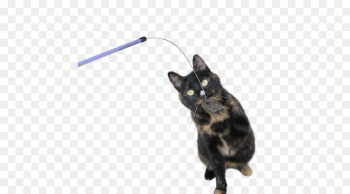Cat, Black Cat, Kitten, Small To Mediumsized Cats PNG Cat, Black Cat, Kitten, Small To Mediumsized Cats PNG