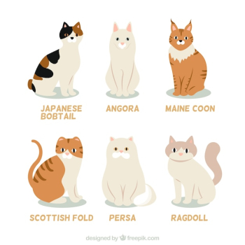 Cat breed collection Cat breed collection