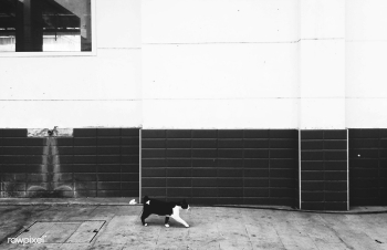 Cat curiosity alley | Free stock photo - 67980