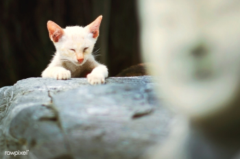 Cat curious house | Free stock photo - 68068