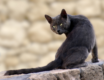 cat_d.jpg cat_d.jpg