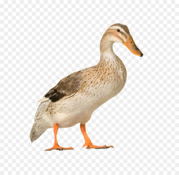 Cat Dog Horse Pet sitting Animal - Duck farm Cat Dog Horse Pet sitting Animal - Duck farm