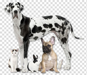 Cat Dog Pet Animal rescue group, Cat transparent background PNG clipart Cat Dog Pet Animal rescue group, Cat transparent background PNG clipart