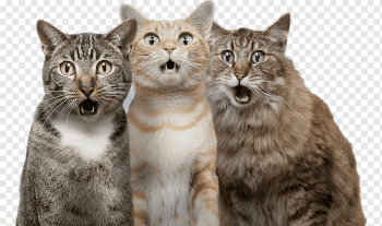 Cat Dog Pet, Surprised cat, three cats illustration, painted, animals, cat Like Mammal png