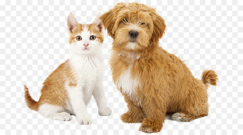 Cat Dog Puppy Kitten Pet sitting - Cat Cat Dog Puppy Kitten Pet sitting - Cat