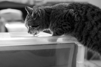Cat Drinking from Bowl Cat Drinking from Bowl