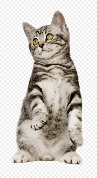 Cat Food Kitten Pet Dog Food - cats 