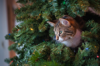 Cat in Christmas Tree Cat in Christmas Tree