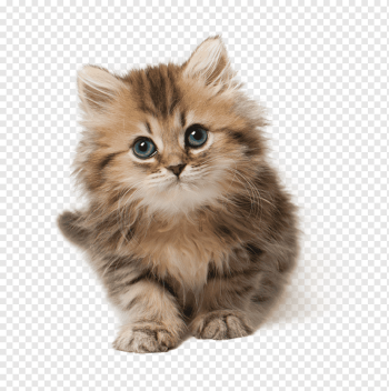 Cat Kitten Cuteness, Cat, brown tabby kitten, household, animals, cat Like Mammal png